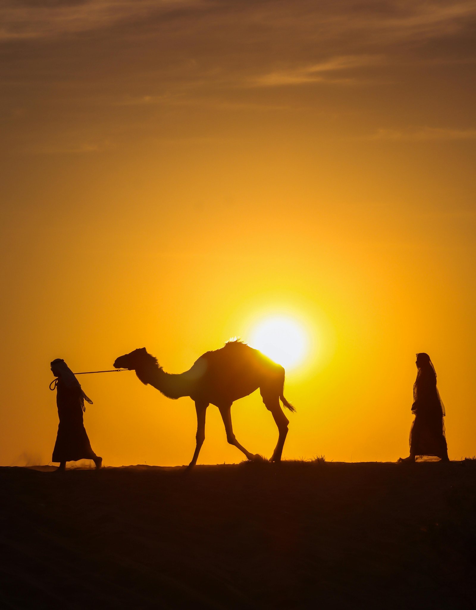 Camel silhouette